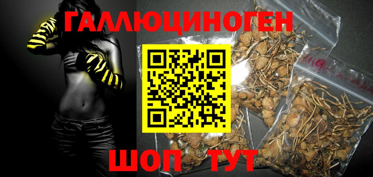 Галлюциногенные грибы прущие грибы  Галлюциногенные грибы Psilocybe  купить   Вход с VPN  Асино 